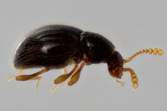 Brachycepsis