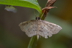 Protonoceras