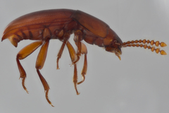 Catopocerus