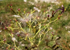 Centranthus angustifolius