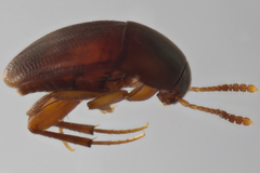 Ptomaphagus