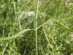 Centranthus angustifolius