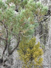 Phoradendron minutifolium