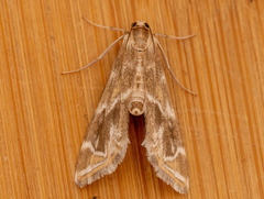 Petrophila avernalis
