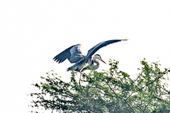 Ardea cinerea