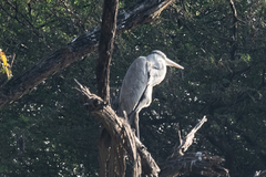 Ardea cinerea