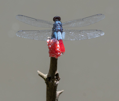 Planiplax erythropyga