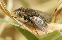 Brachicheta strigata