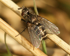 Brachicheta strigata