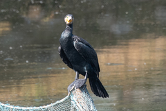 Phalacrocorax carbo