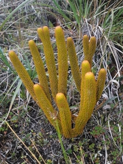 Phlegmariurus hystrix