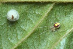 Theridion varians