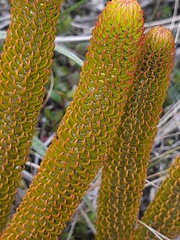 Phlegmariurus hystrix