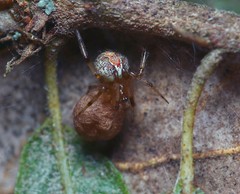 Theridion pinastri