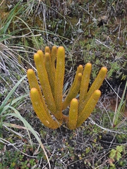 Phlegmariurus hystrix