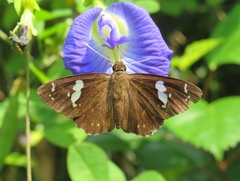 Celaenorrhinus putra