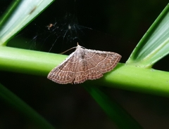 Corgatha dictaria