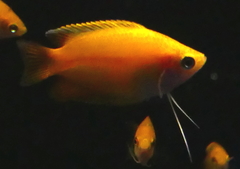Trichogaster chuna
