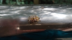 Aspidimorpha miliaris