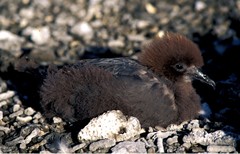 Murphy's Petrel photo 2