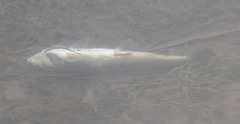 Salmo marmoratus