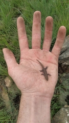 Lygodactylus ocellatus