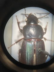 Harpalus amputatus