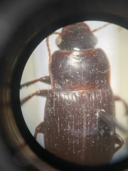 Harpalus reversus