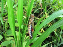 Tropidacris cristata