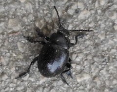Timarcha goettingensis