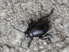 Timarcha goettingensis