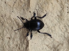 Timarcha goettingensis