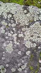 Protoparmeliopsis muralis