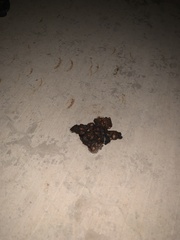 Spilogale gracilis