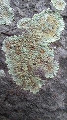 Protoparmeliopsis muralis