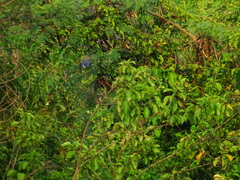 Granatellus venustus