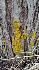 Xanthoria parietina
