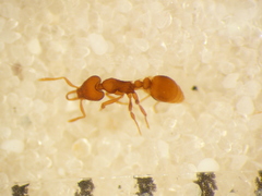 Strumigenys perplexa