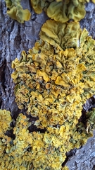 Xanthoria parietina