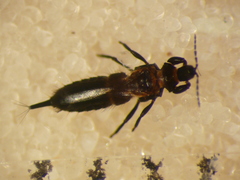 Tubulifera
