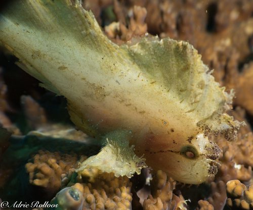 Leaf Scorpionfish