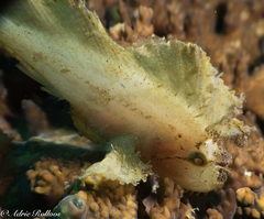Leaf Scorpionfish