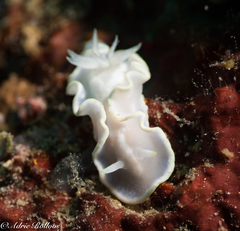 Glossodoris buko