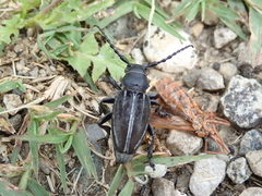 Dorcadion fuliginator