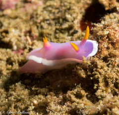 Hypselodoris variobranchia
