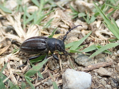 Dorcadion fuliginator