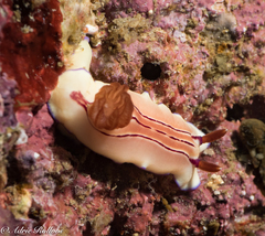 Hypselodoris emma