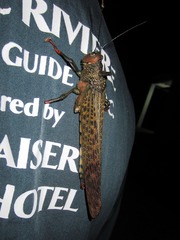 Tropidacris cristata