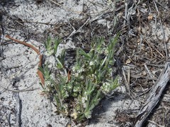 Centella tridentata tridentata