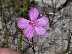 Dianthus albens